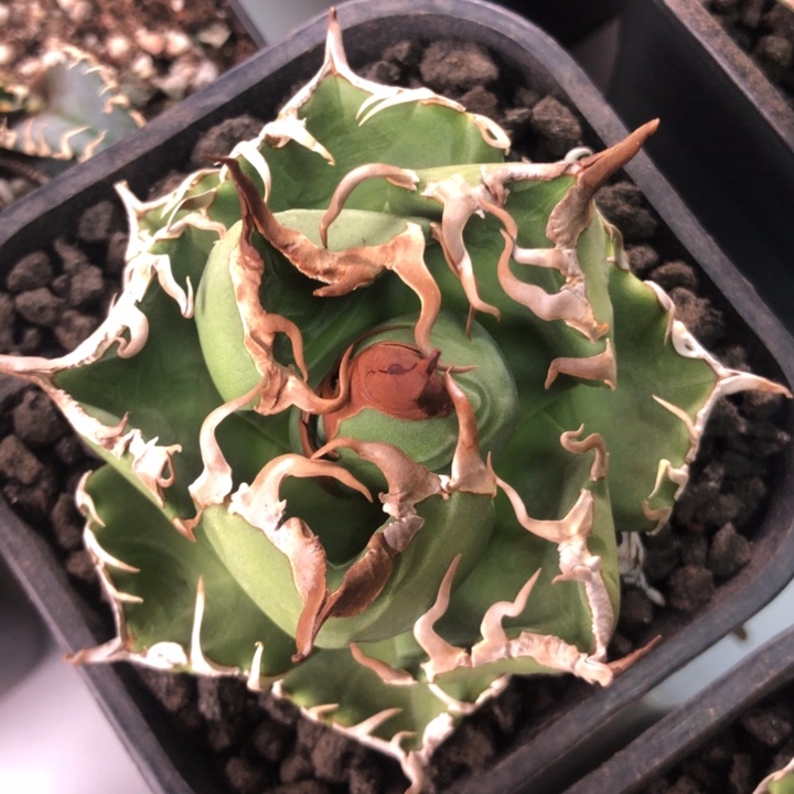 包子魔丸仁王冠龙舌兰