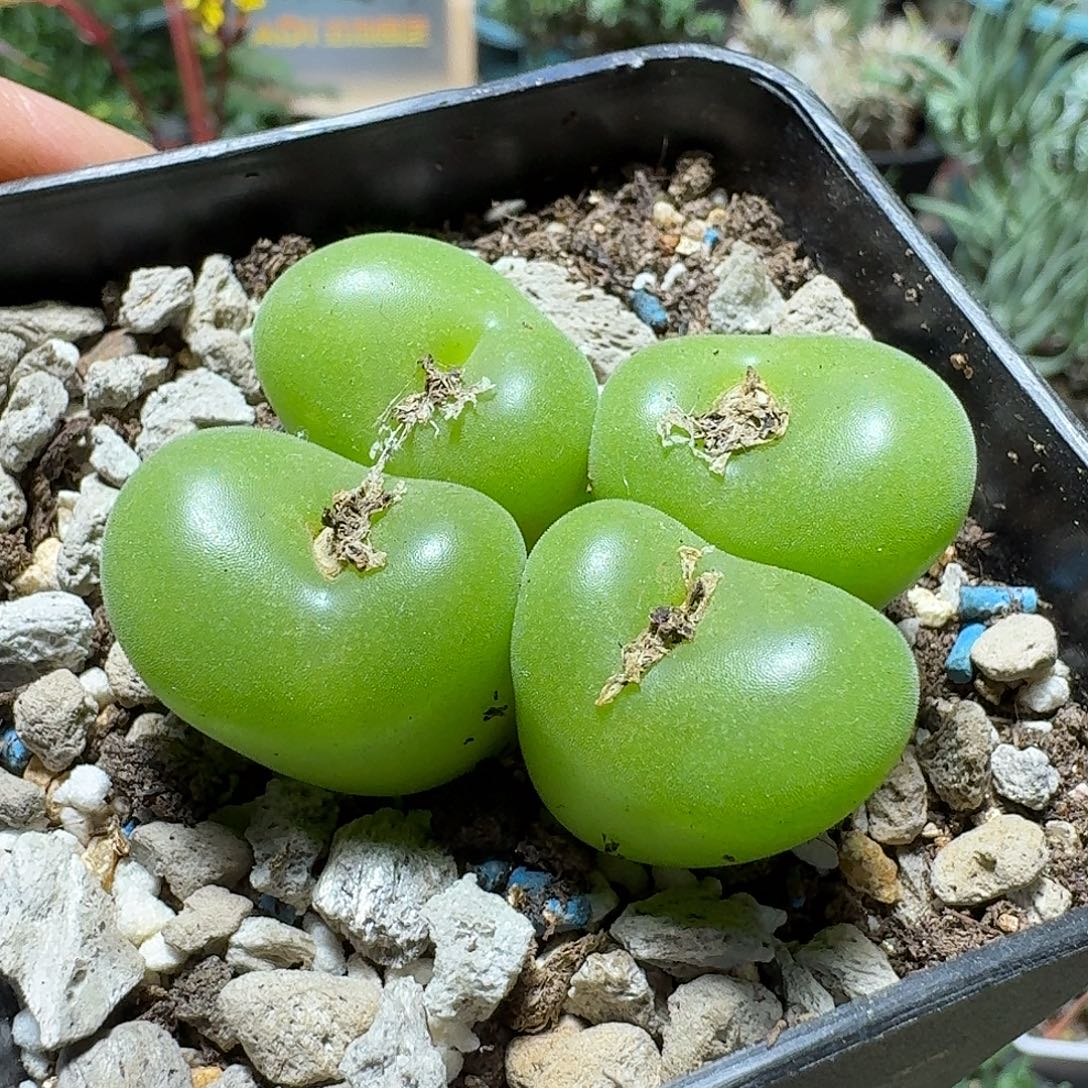 641空卡佛带盆发货