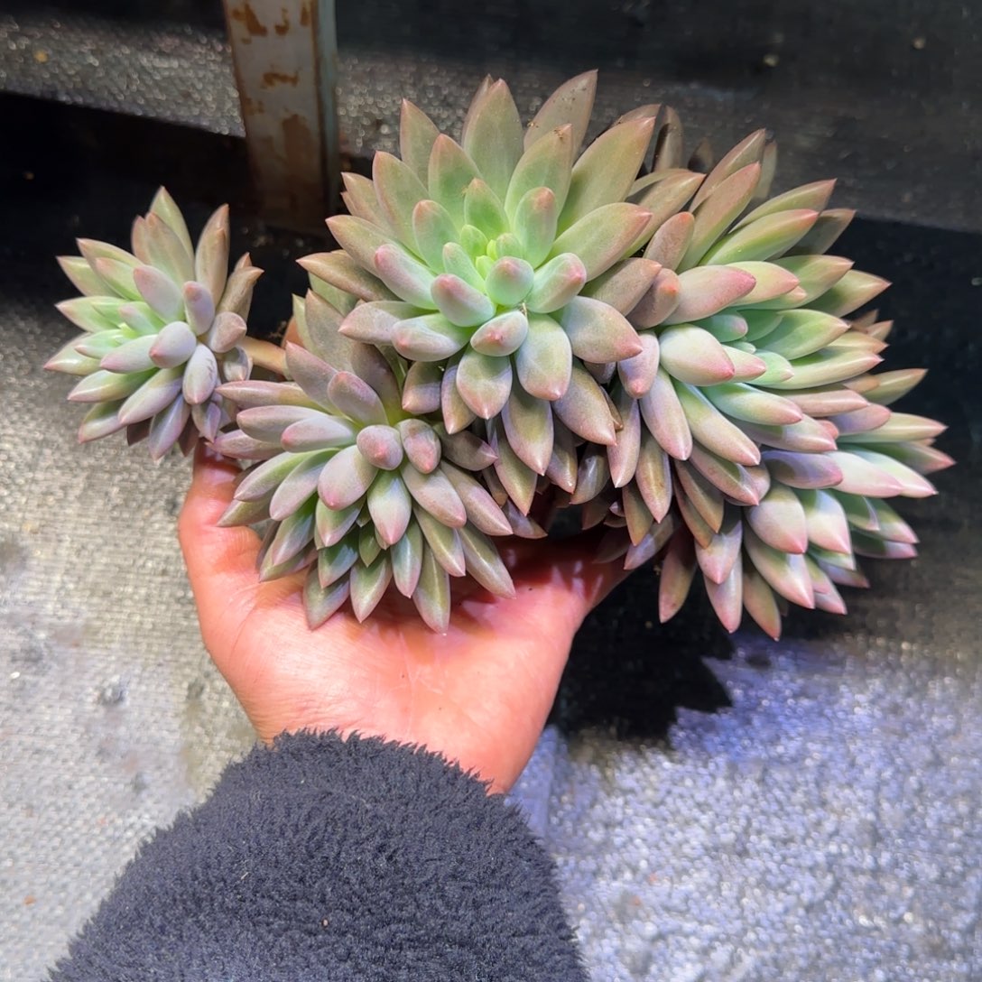 无花朵水晶球多肉植物一物一拍