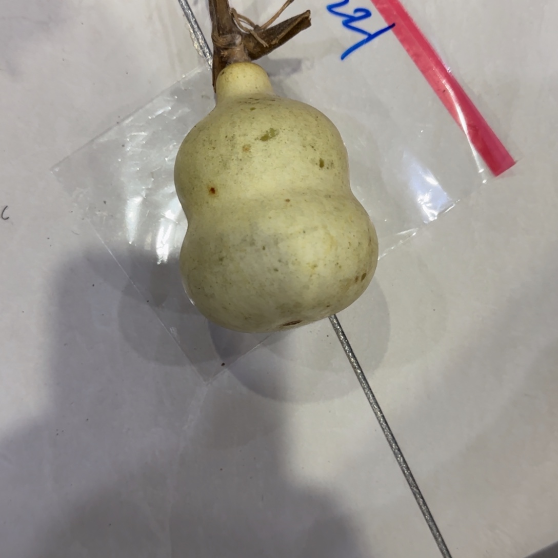 天***青青皮不包成，，，，，，，，，，