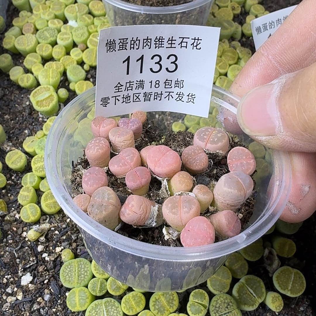 1133 哈哈哈哈哈哈哈