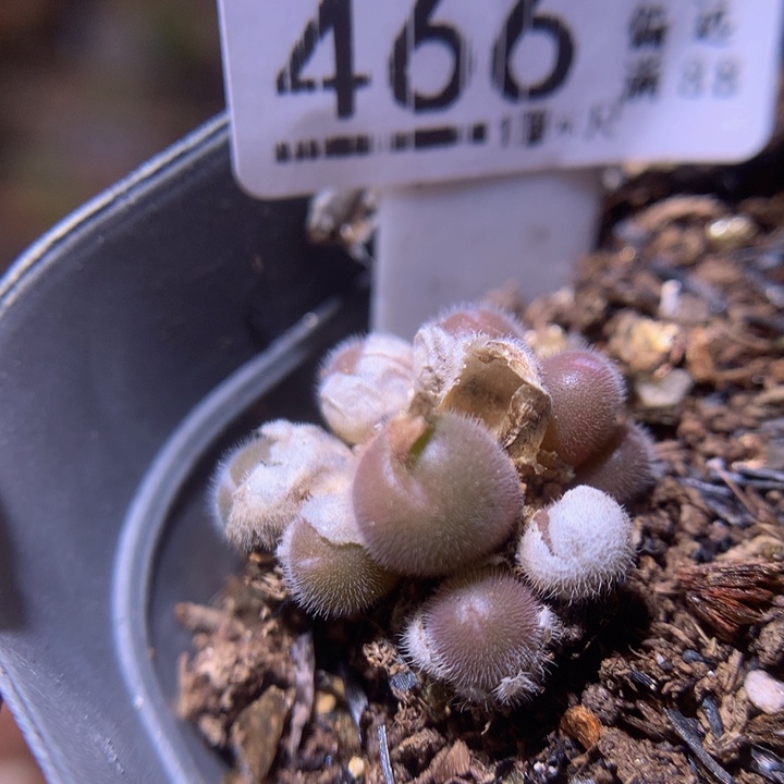 精品生石花214.466