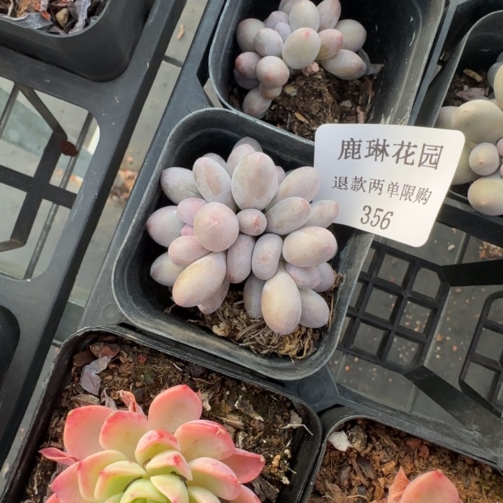 闪购精品多肉356号