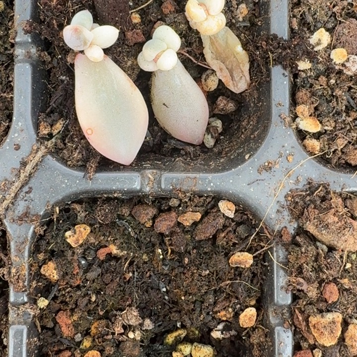新香水组合多肉覆轮141