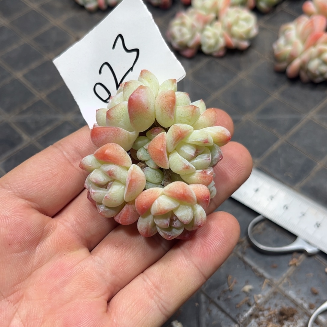 023冰玉8头小老庄6厘米