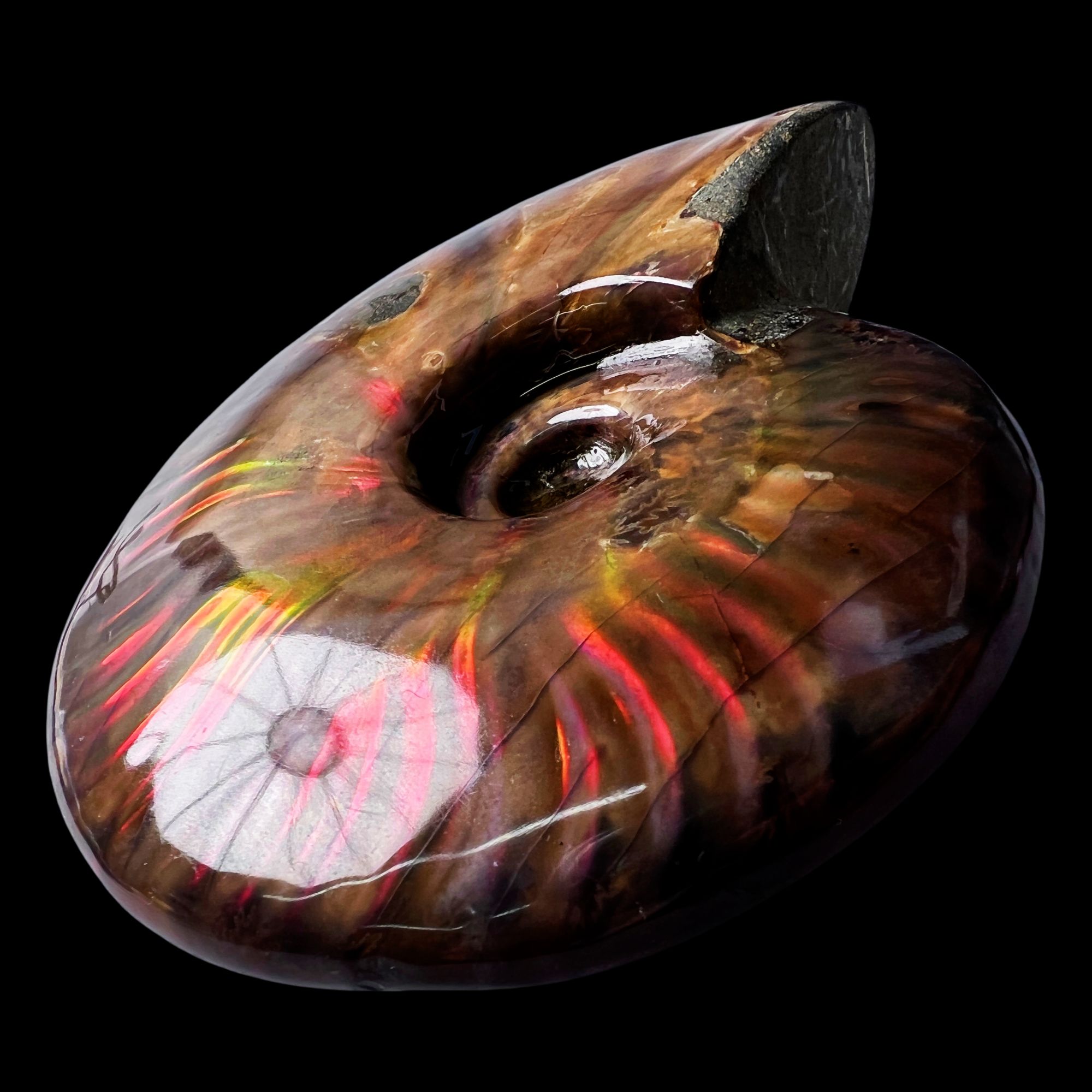 【 叶菊石（火凤凰）】99mm 马达加斯加 古贝壳 Y4