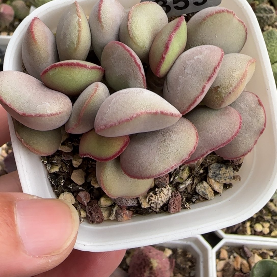 白肌红蛋多肉水泡