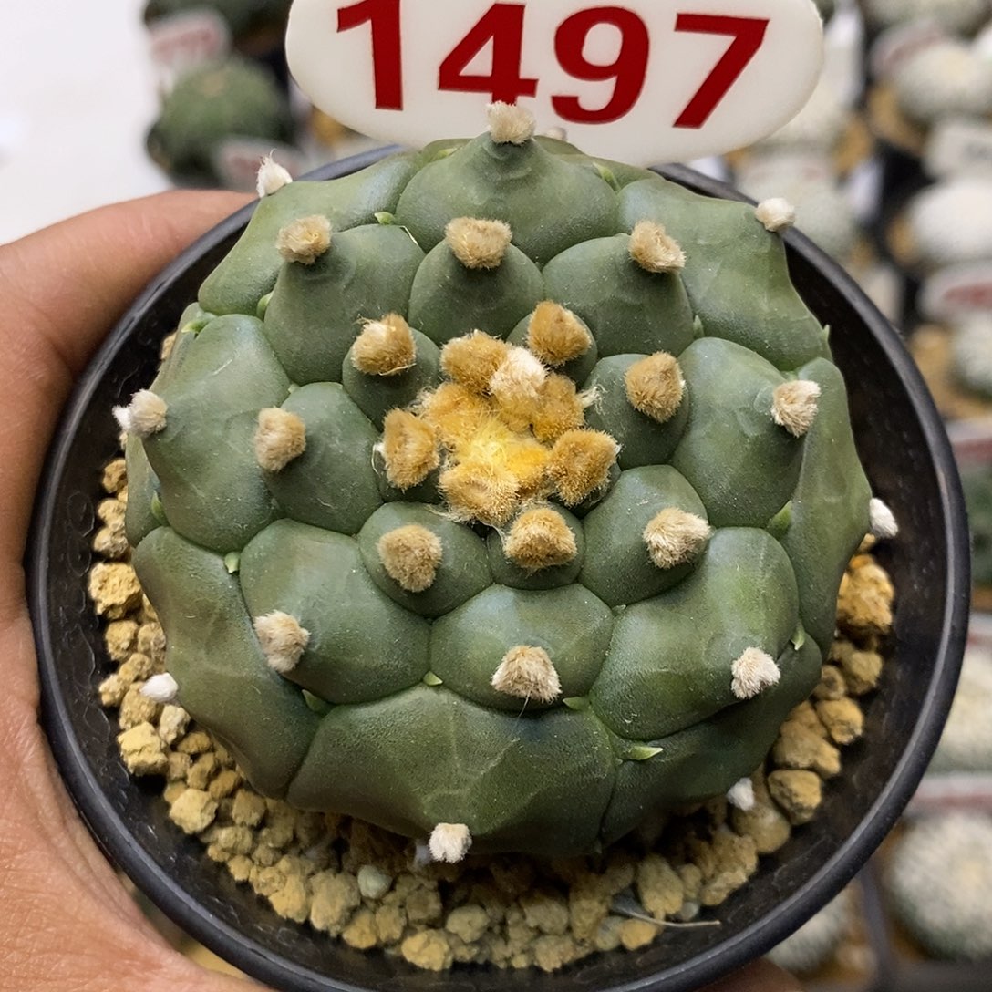1497福利特价来了特价啦