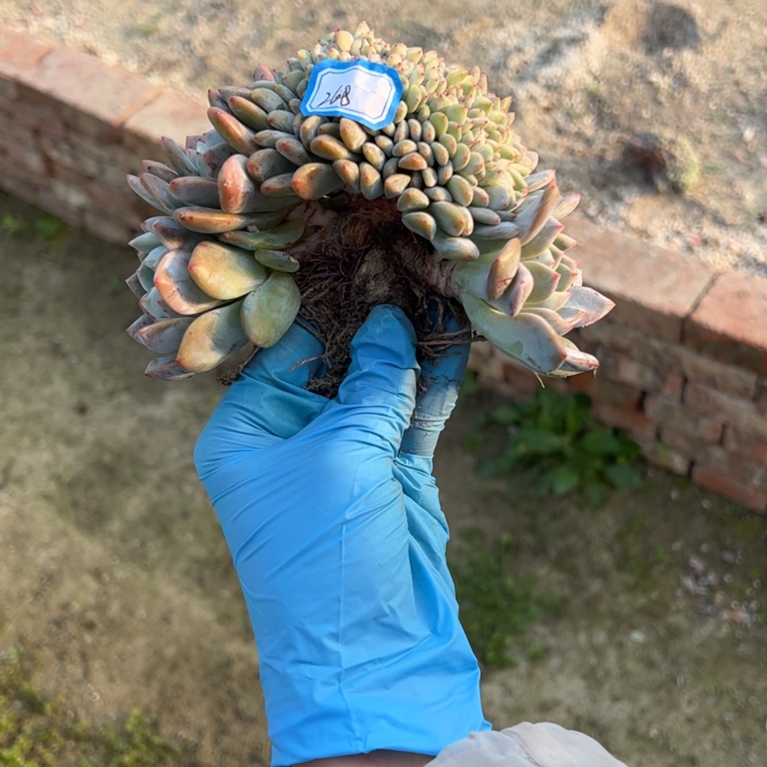 多肉多肉多太多肉多肉