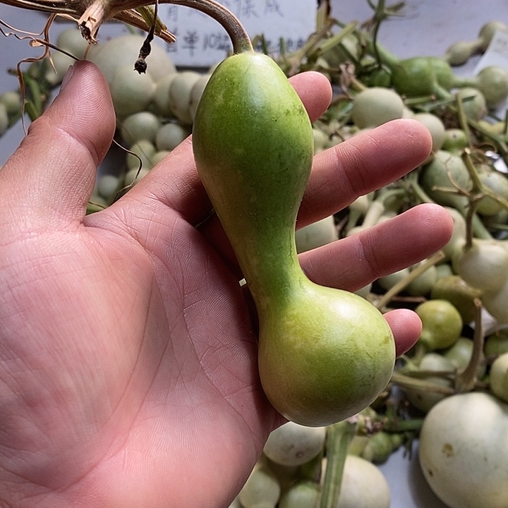 本*八长嘴呼呼呼呼呼呼呼呼可爱