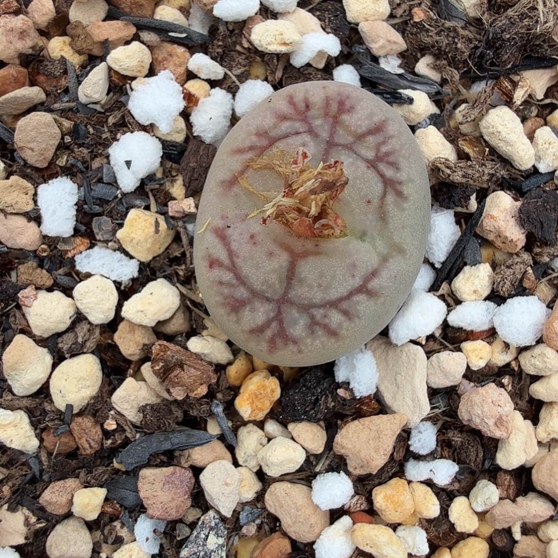 我就觉得这个女演员也316是