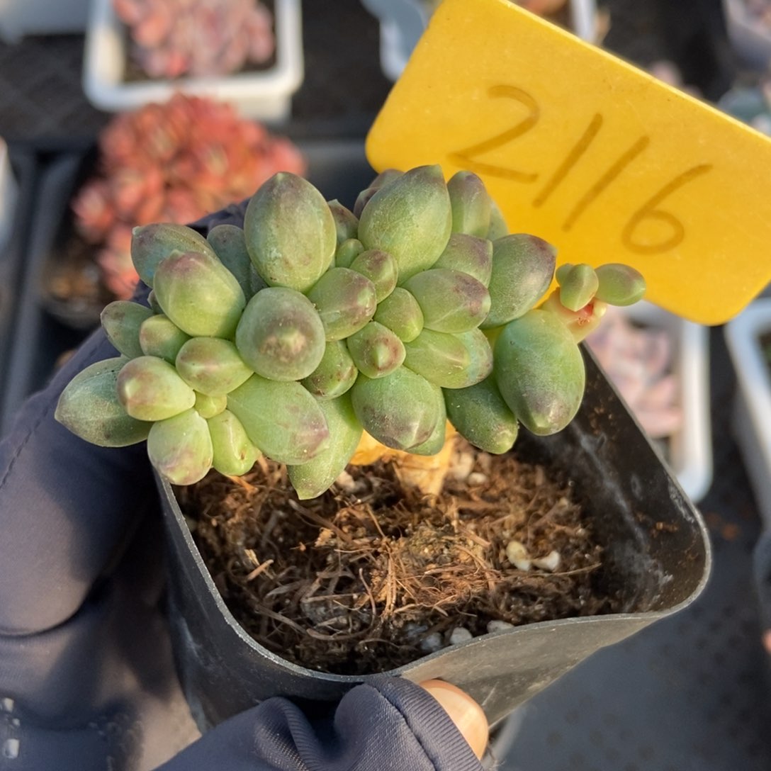 2116千代田多肉植物保护