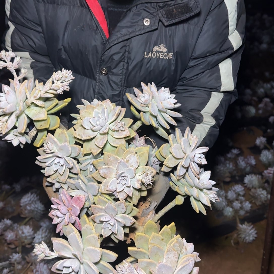 地栽紫雾多肉多肉