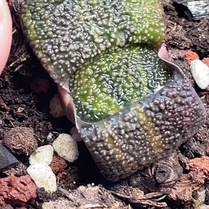 凤***叔客户专拍一物一拍