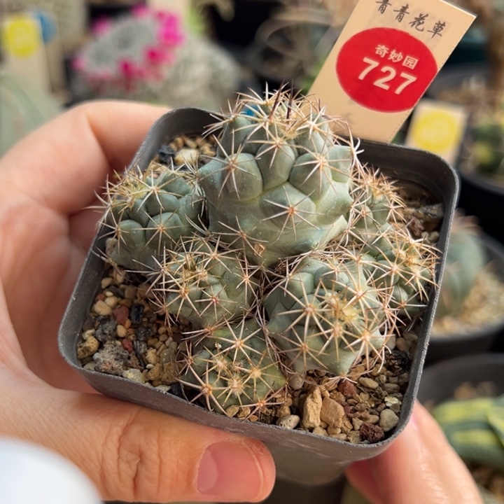 实生顶花群一棵仙人球