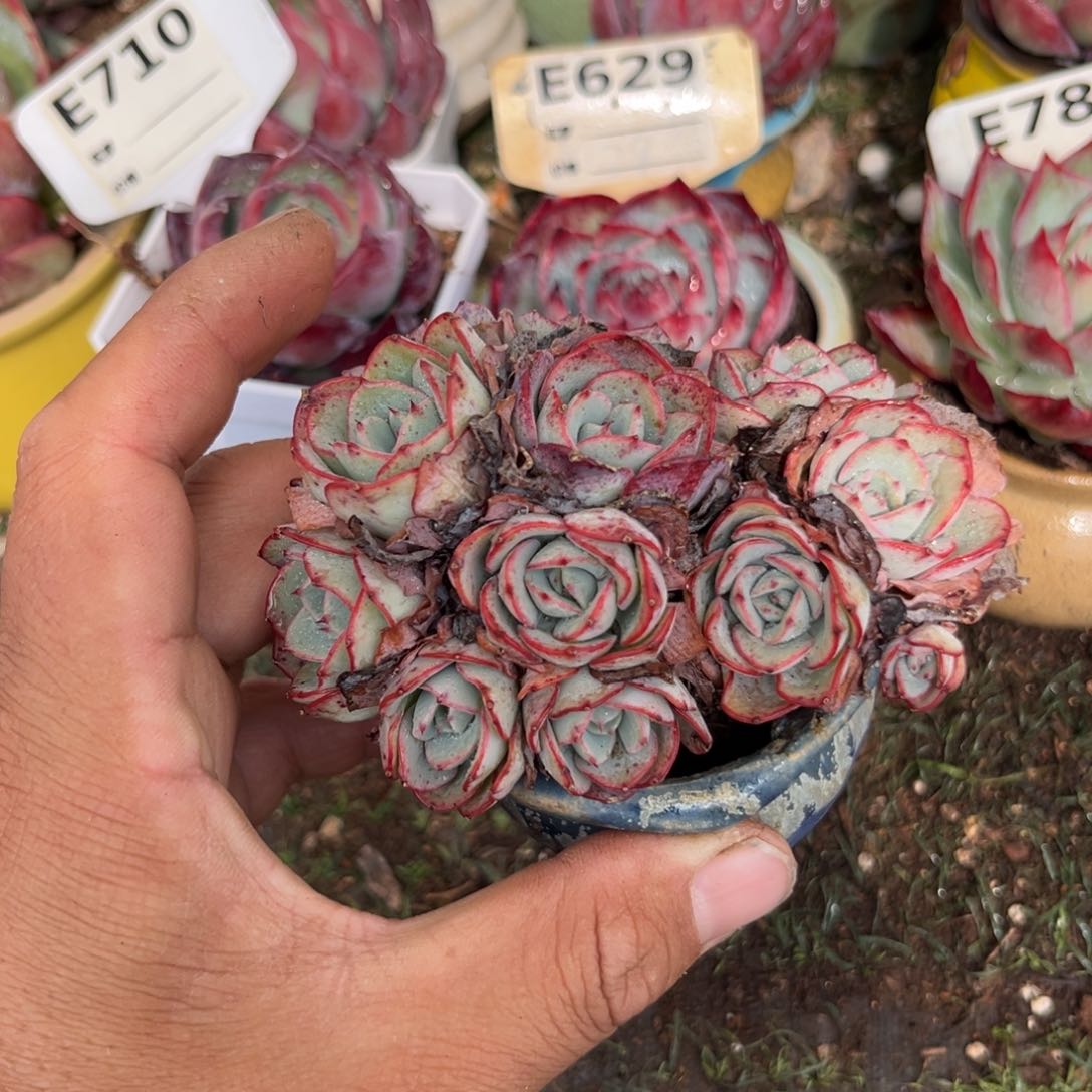 奶油黄桃多肉植物保护