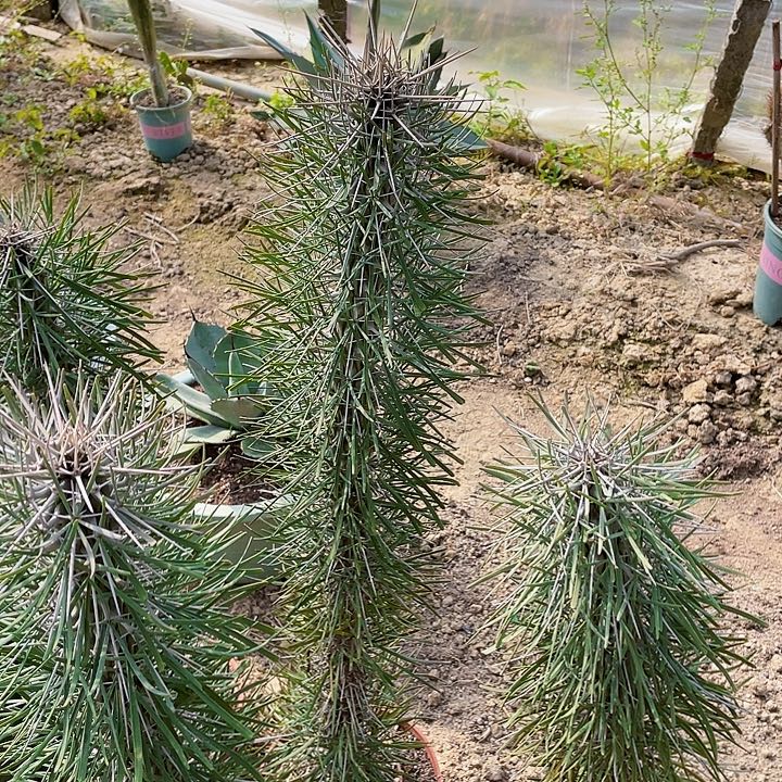 齐***艺完全开放马达加斯加