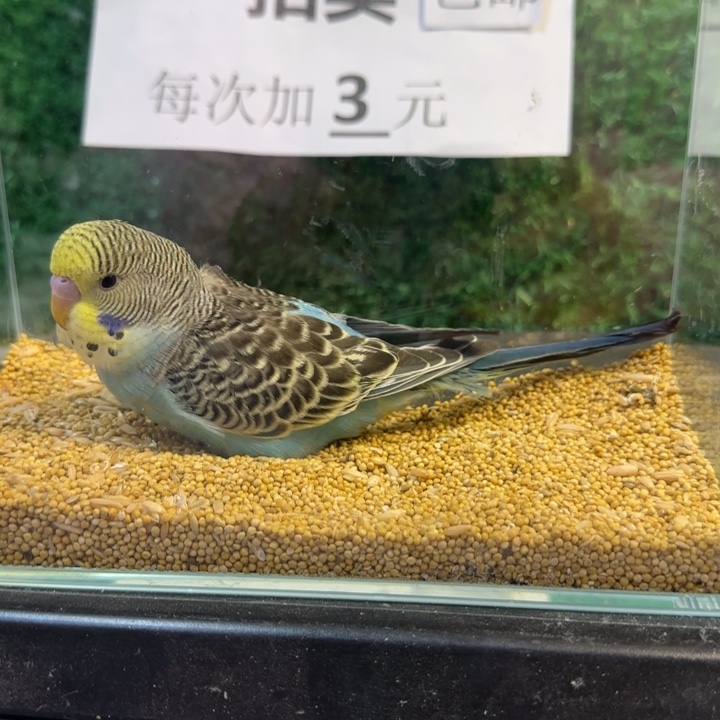 虎皮鹦鹉大头虎皮鹦鹉