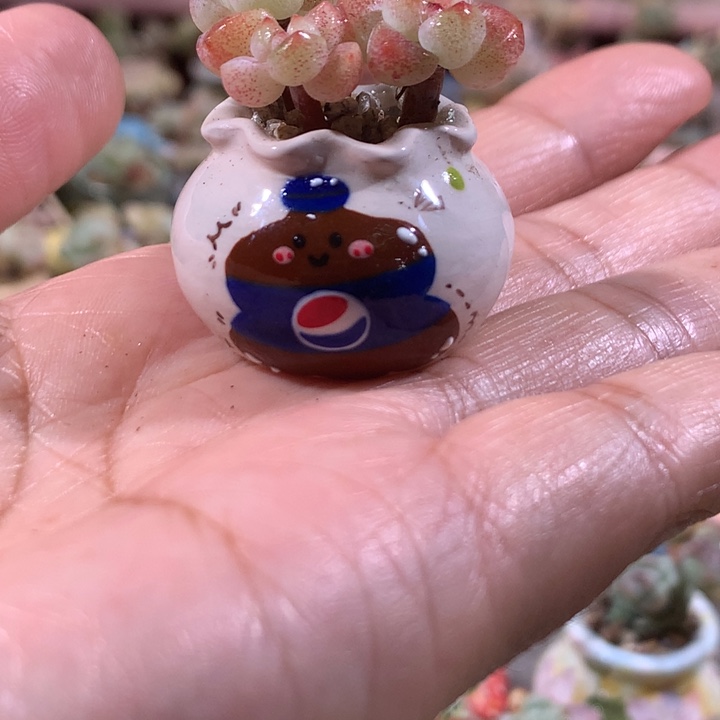 一个带盆肉发货      