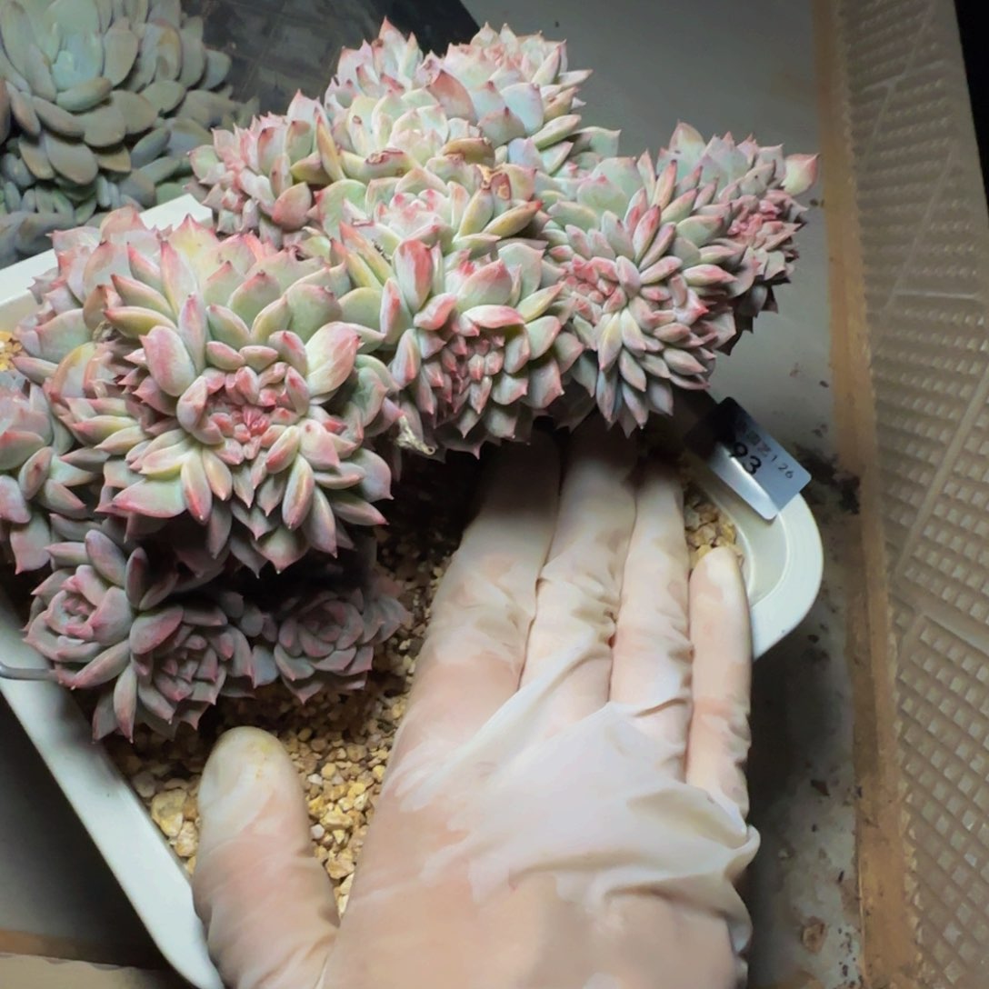 橘****笑p p p p p p p pp 93