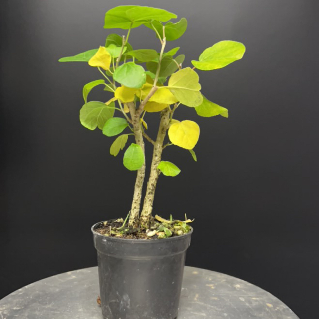 滨朴树主要是赏叶子的品种