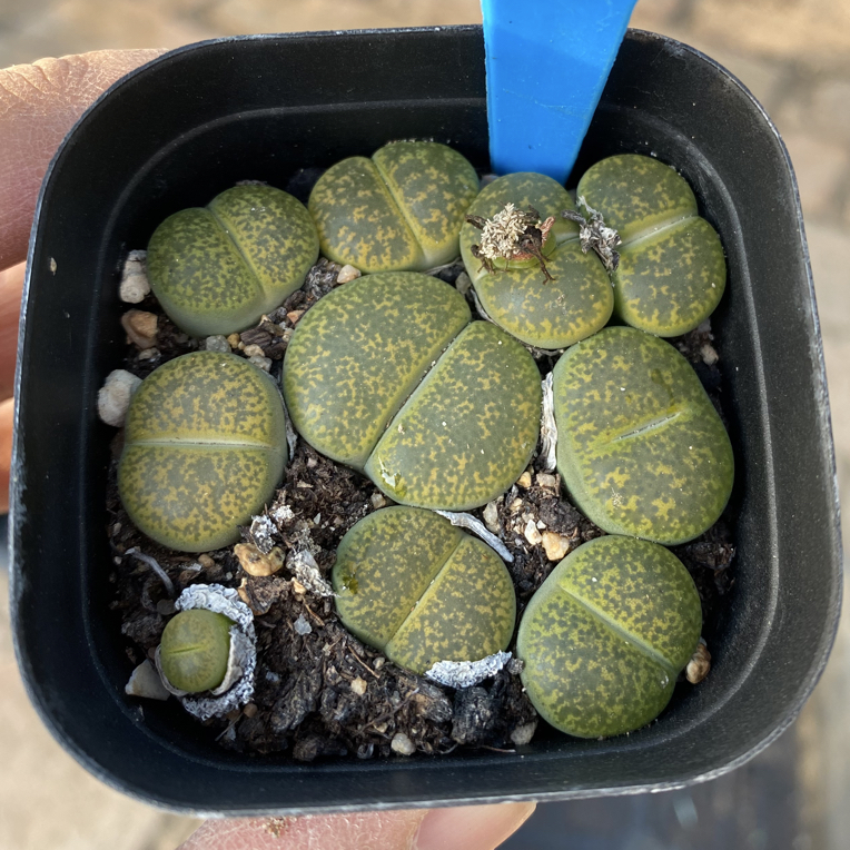 S149生石花整盆发货一物一拍6.5cm的盆绿紫勋