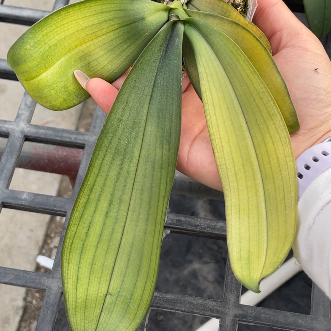 当前无花栽培后可以开花盲盒2.5