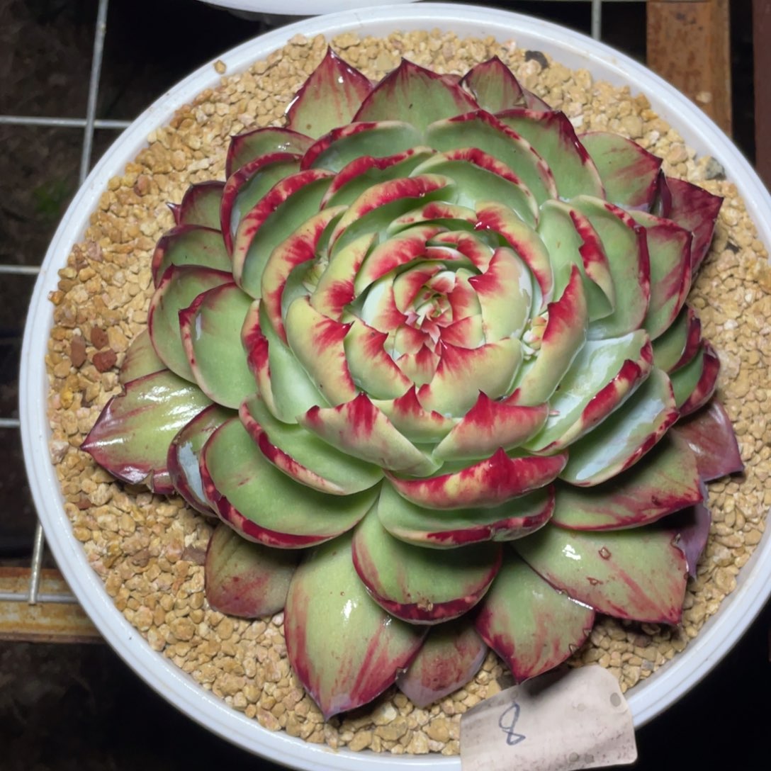 惊鸿仙子冠服21左右