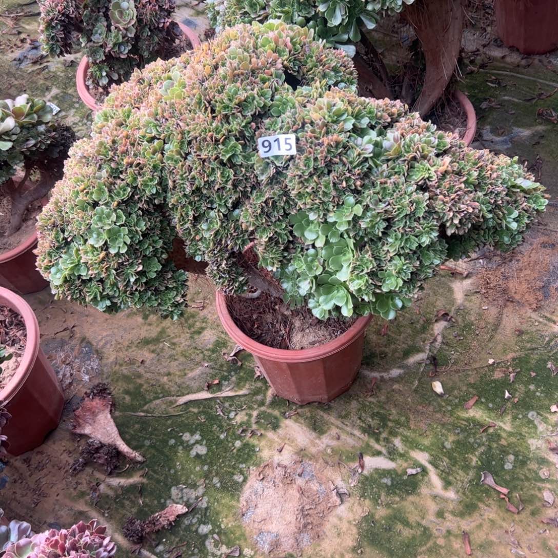 玫瑰朵有老干伤特价915官府65
