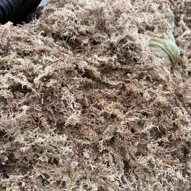 阳光兰业基地自用水苔150克