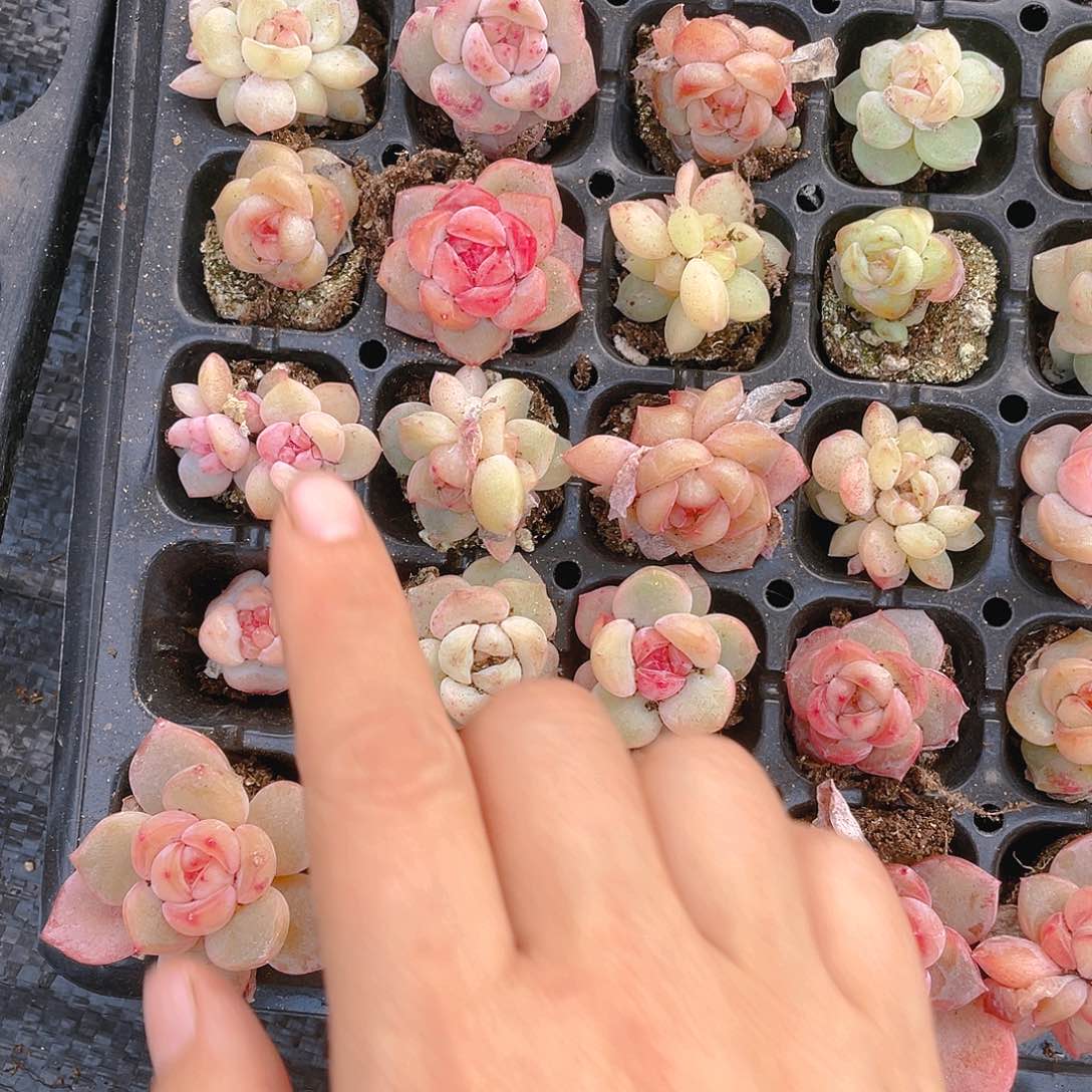 桃坞五个不同个体穴一个满48包邮