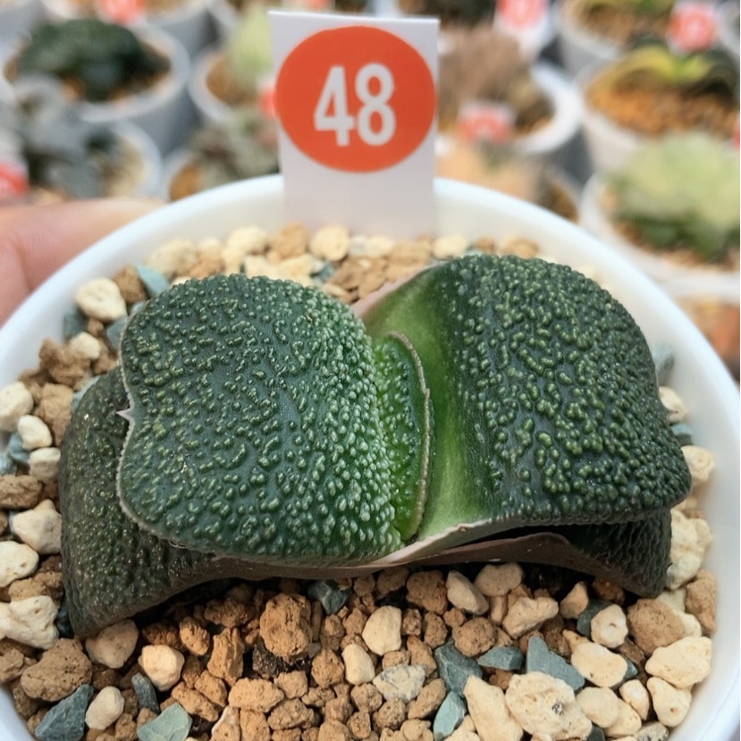 【闪购商品】无**生48军配珍珠wo niu