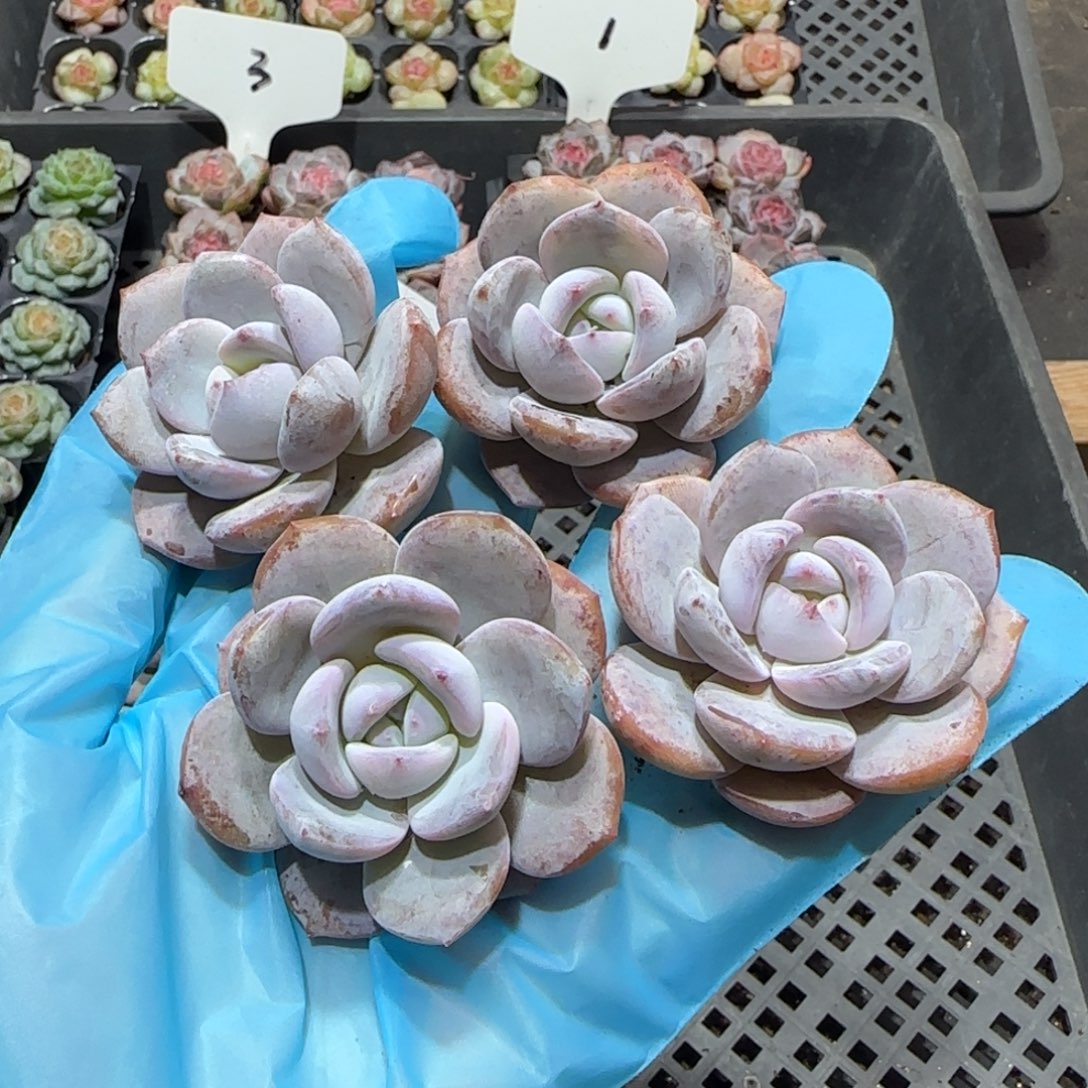 11奶茶4颗哈哈哈哈哈哈