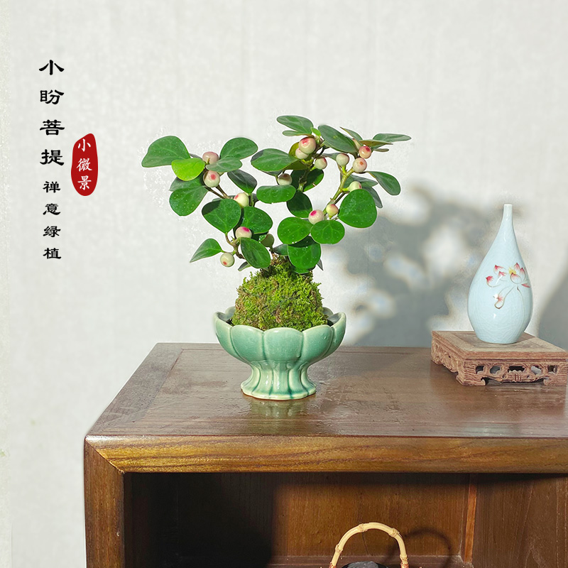 【宏展】小盼菩提苔藓球（带果）新中式茶桌摆件好养易活新手
