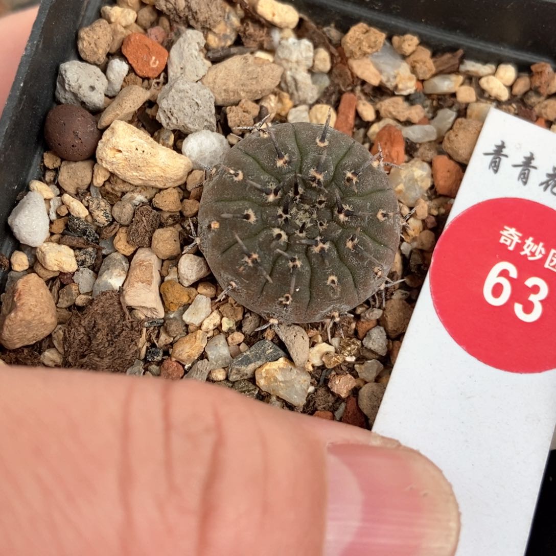实生单刺黑刺凤头2.3cm