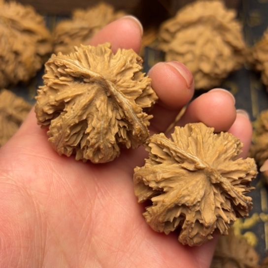 文玩核桃把件秦岭核桃3