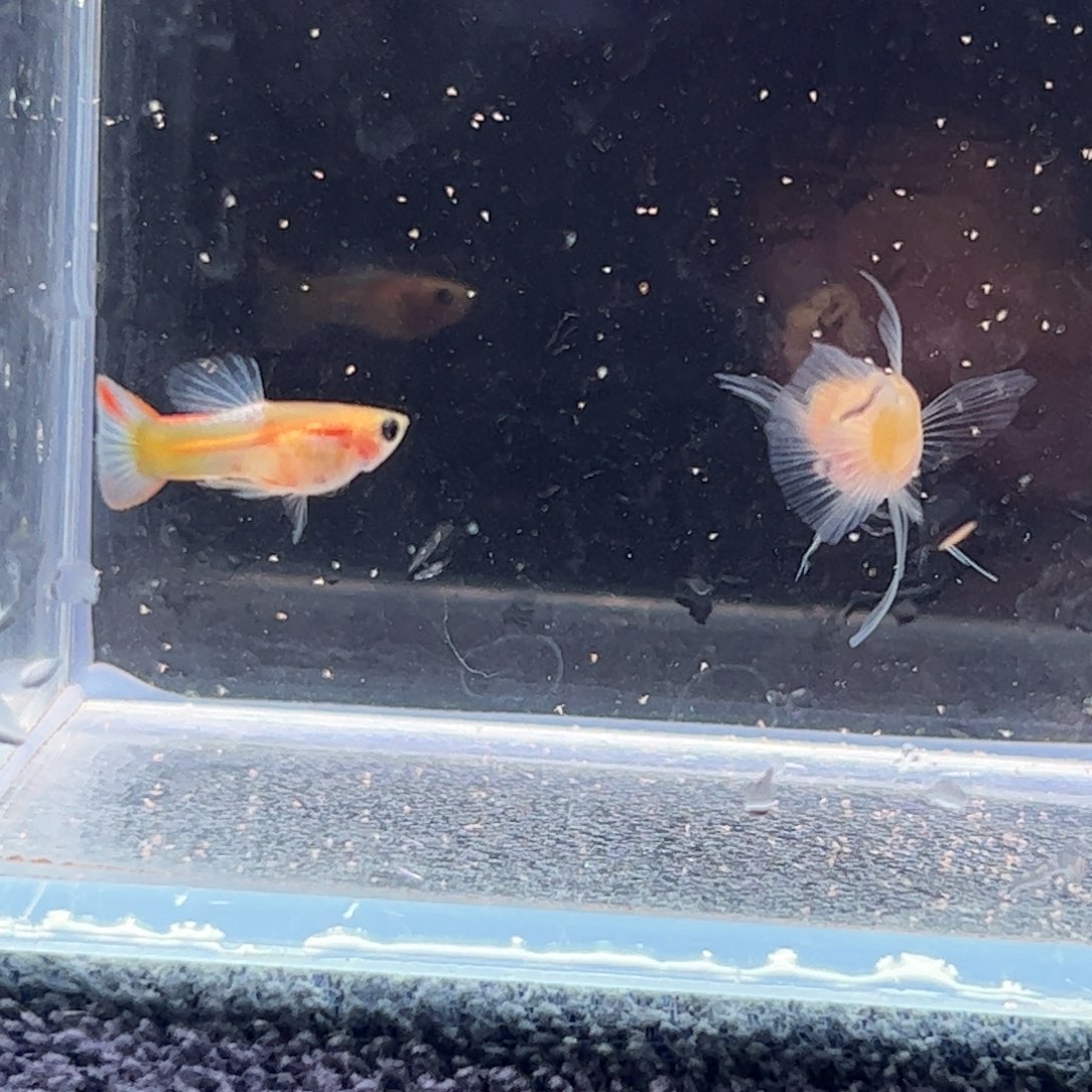 孔雀鱼黄肉蓝水晶玻璃猫