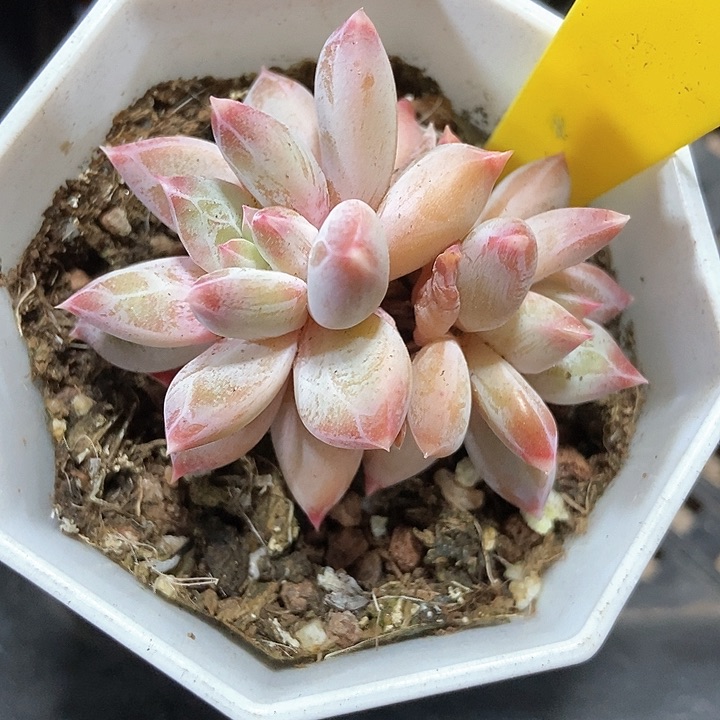 多肉植物伊丽莎白820