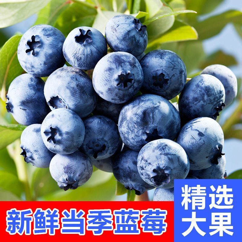 云南花香蓝莓L25花香果香蜜香精选脆甜可口，6两左右，次日达云南省