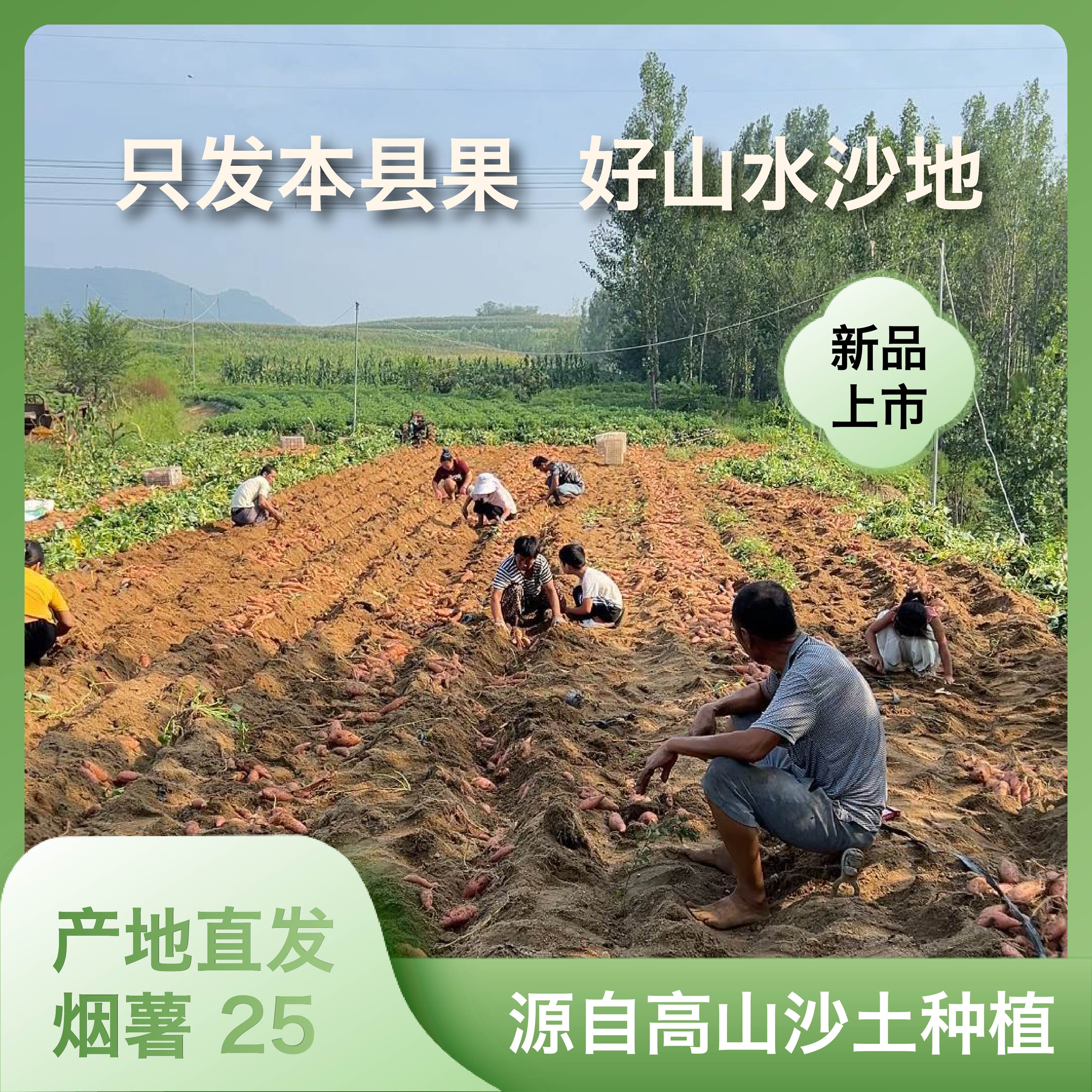 产地直发正宗烟薯25号小果家庭版糖心蜜薯软糯香甜蒸煮烤皆宜红薯