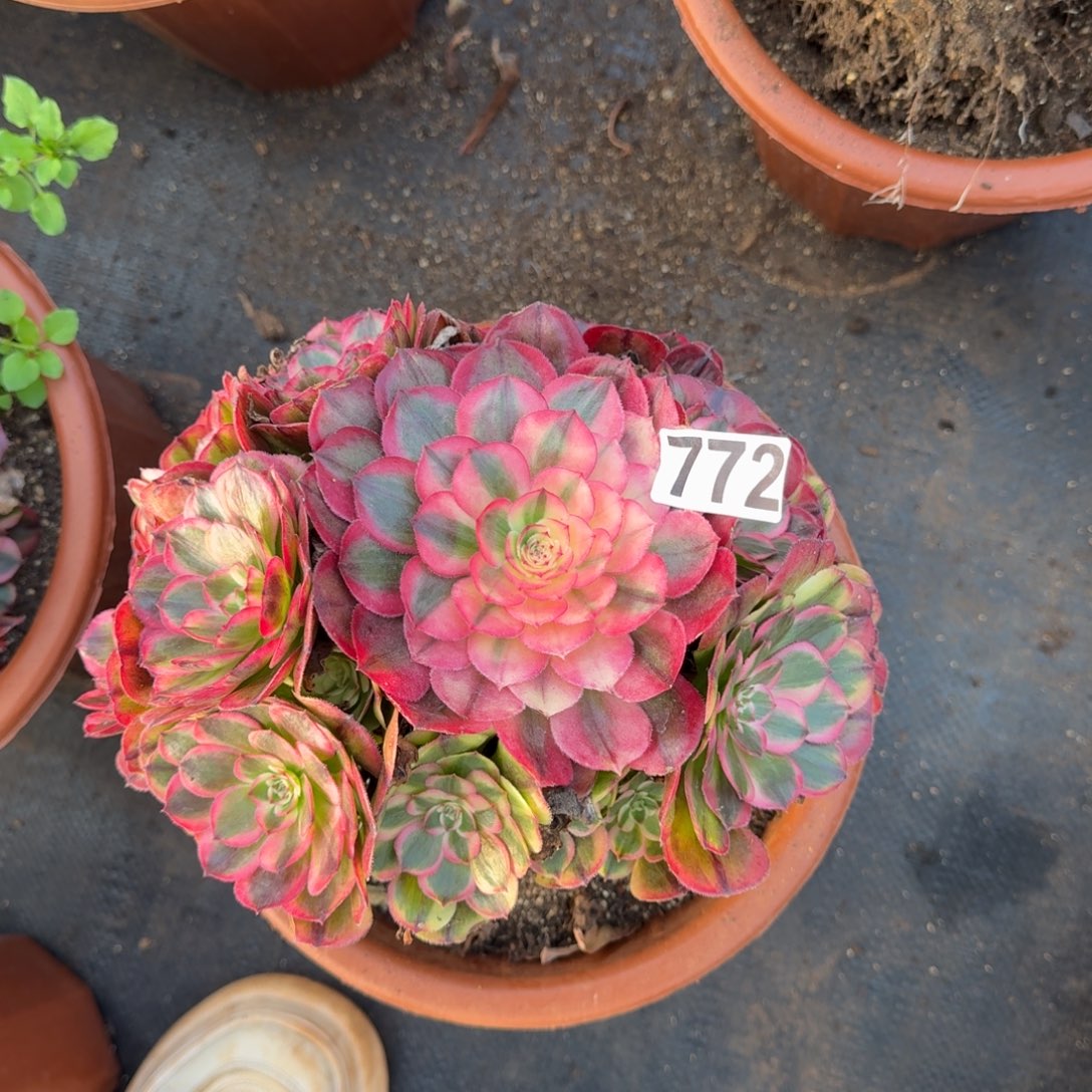 772多肉植物海神多肉