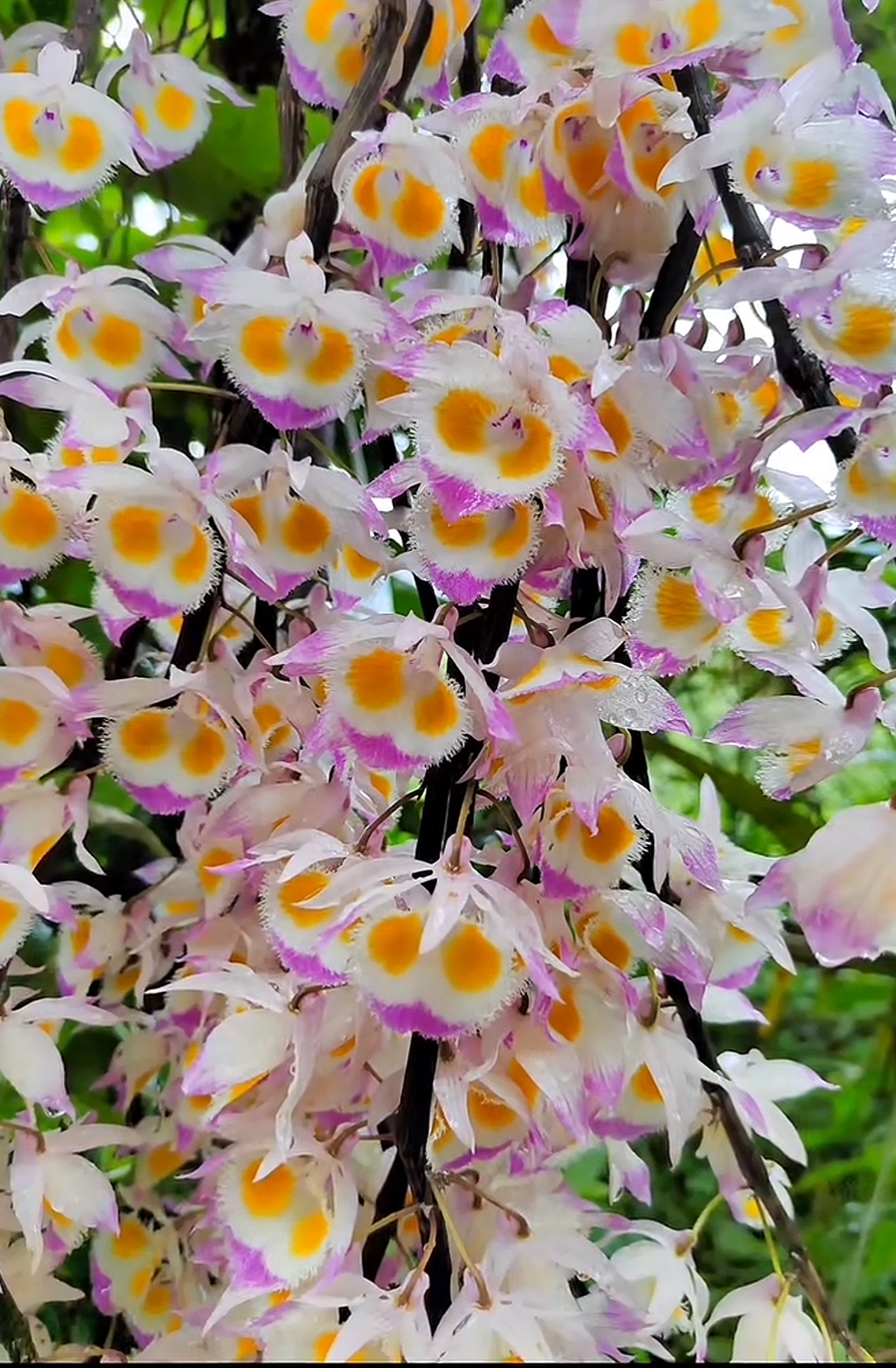 精品高山紫皮石斛兰 杆子都带花苞 杆子胶质饱满 可吃可观赏