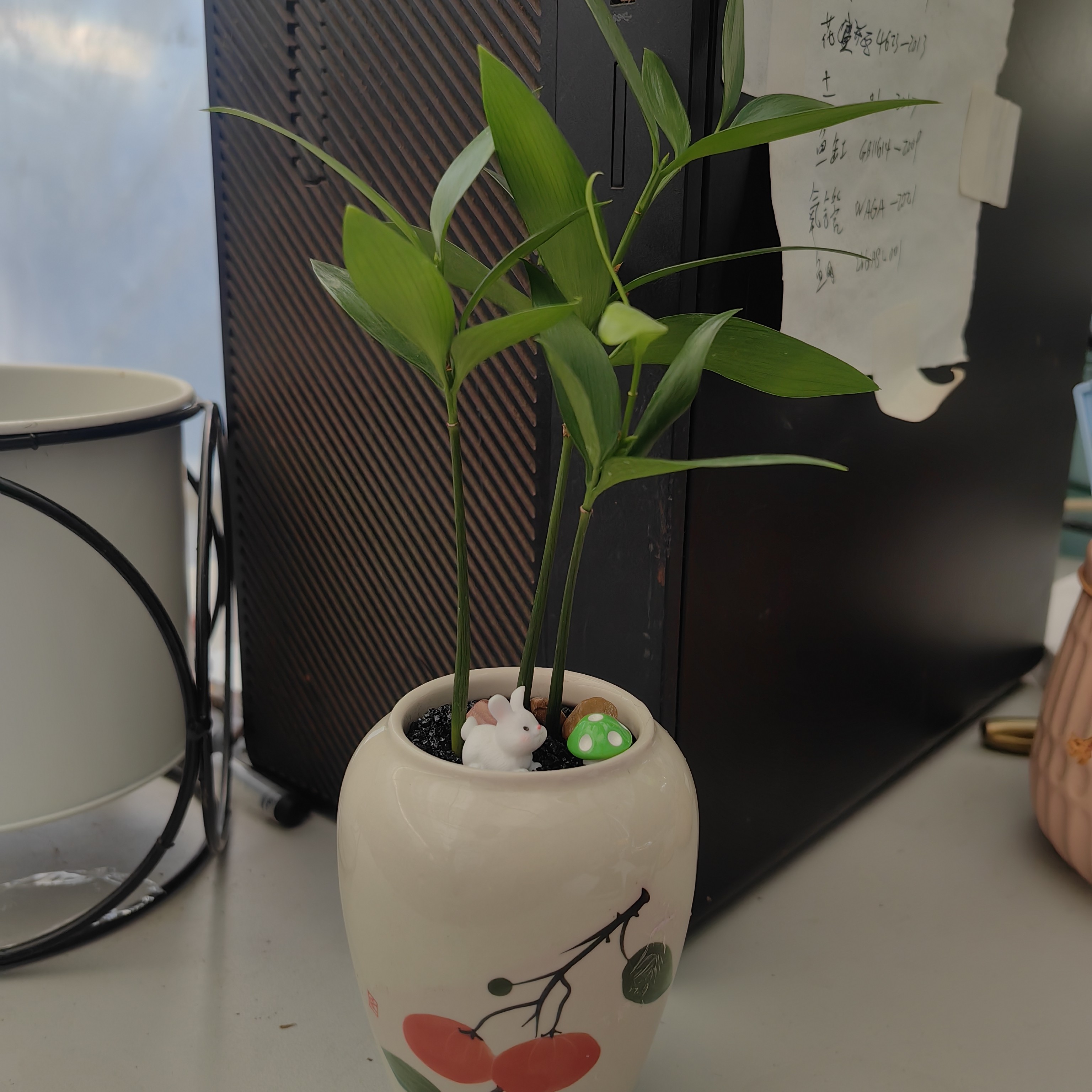 绿天鹅绒海芋ins风进口绿植盆栽室内阳台观叶植物 露露花园