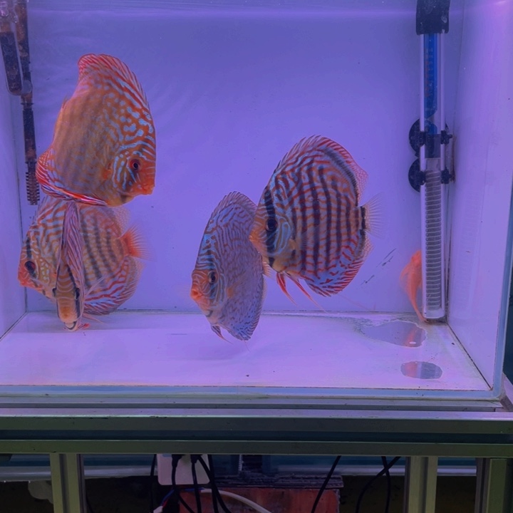 七彩神仙鱼千*七彩瑕疵鱼