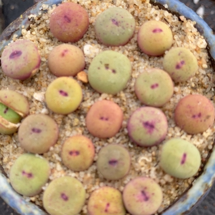 1380B小红嘴1颗买3送1