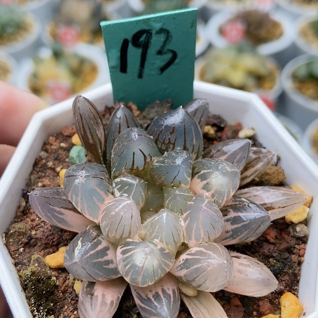 霓虹灯19300000000