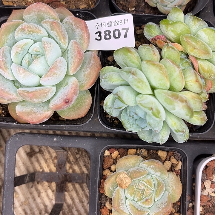 阿雅园艺。         3807