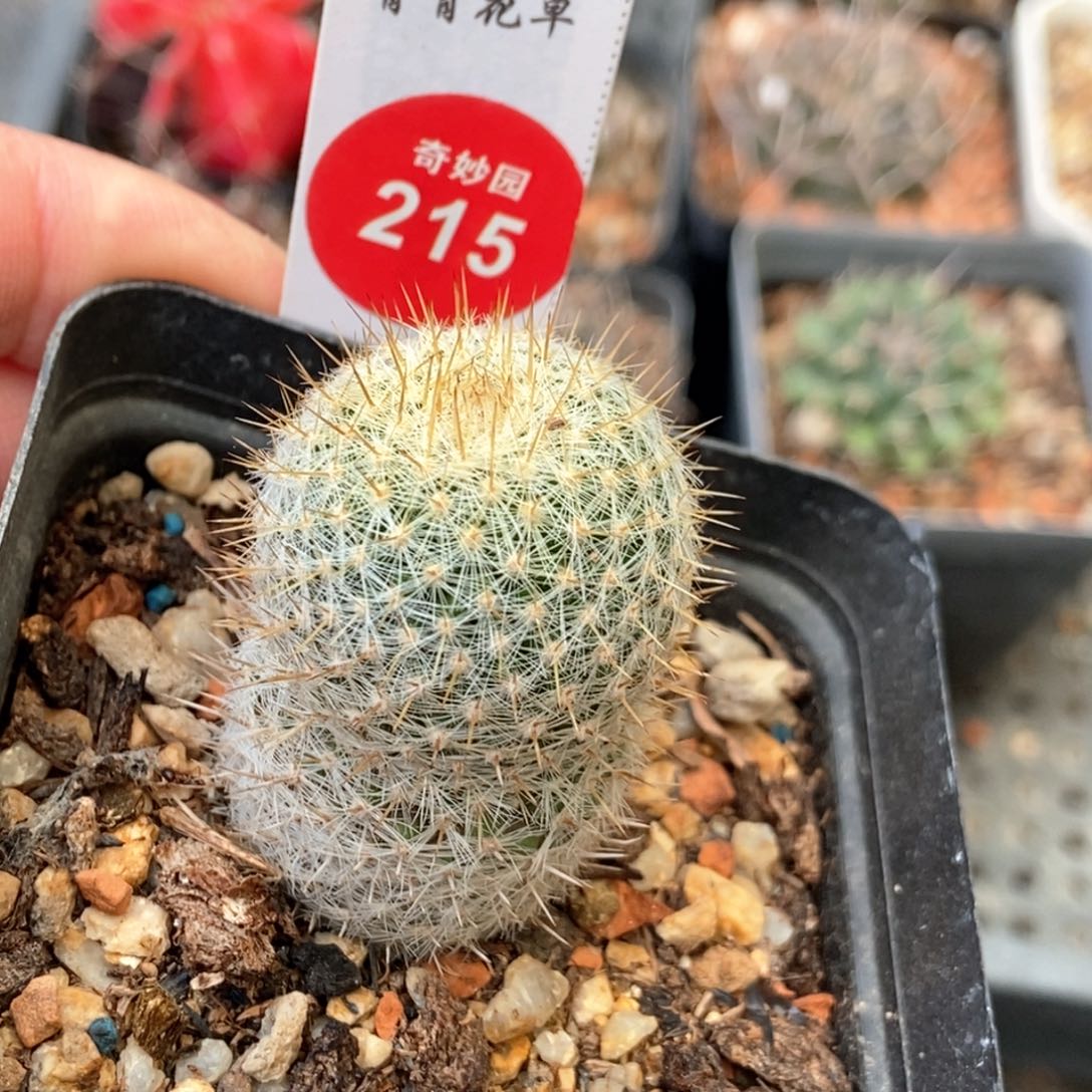 实生黄金白玉兔2.8cm