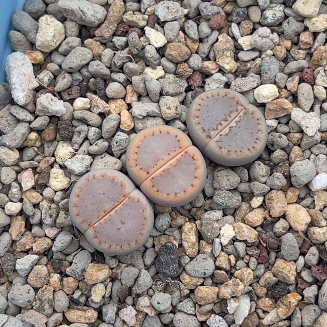 3819粉饼干三颗。   