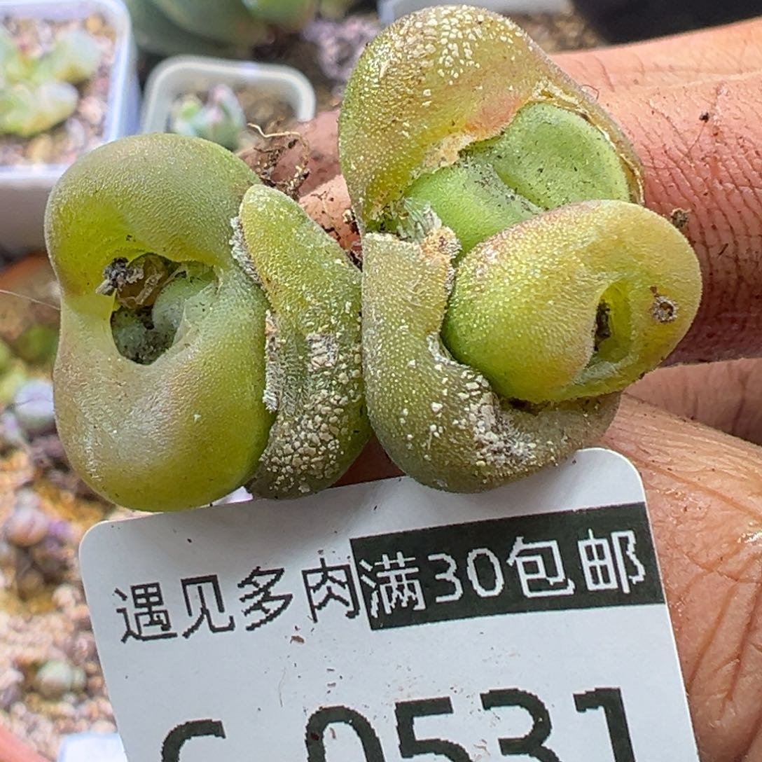 多肉植物11111111111111111